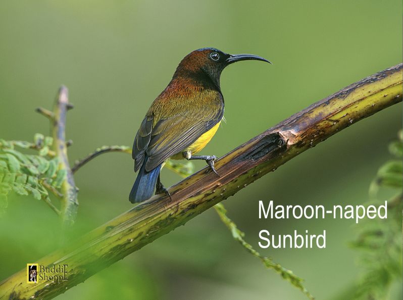 Maroon-naped Sunbird